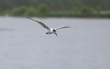 Sandwich Tern (Thalasseus sandvicensis) In Flight