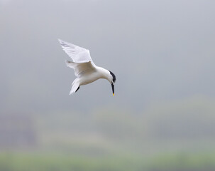 Sandwich Tern (Thalasseus sandvicensis) Hovering