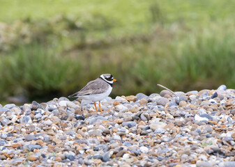 Ringed Plover (Charadrius hiaticula) on a Beach