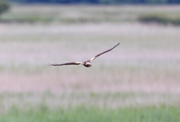 Female Western Marsh Harrier (Circus aeruginosus)
