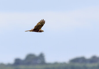 Female Western Marsh Harrier (Circus aeruginosus)