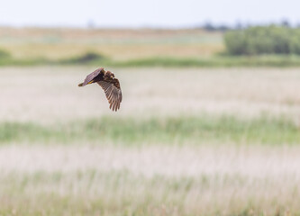 Female Western Marsh Harrier (Circus aeruginosus)