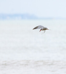 Common Tern (Sterna hirundo Hovering Hunting for Fish