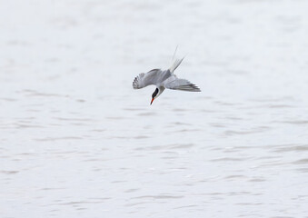 Common Tern (Sterna hirundo) Diving for Fish