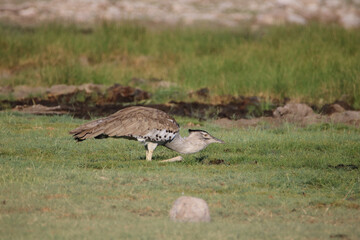Kori Bustard on its haunches drinking water, Etosha National Park, Namibia