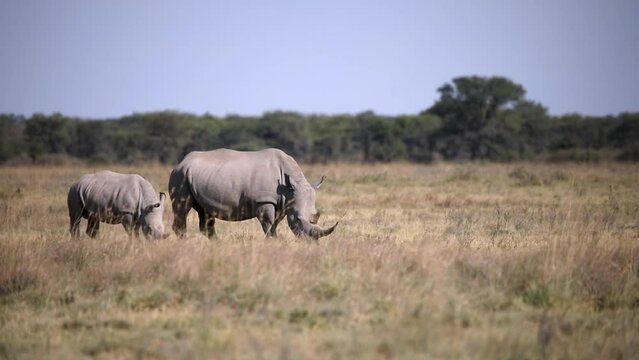 rhino family, mother with baby of white rhinoceros Khama Rhino Sanctuary reservation, Botswana safari wildlife, Wild animal in the nature habitat. This is Africa.