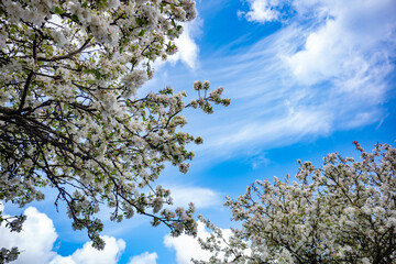 Apple tree blooming during spring time,  Sunny day blue skies.