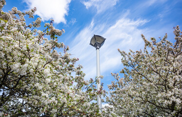 Street light between Apple tree blooming during spring time,  Sunny day blue skies.