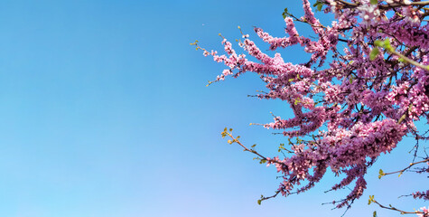 redbuds trees with pink  flowers in easter spring season in ioannina city, greece