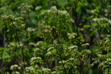 A close-up shot of a beautiful Tailed jay butterfly, feeding on flowers in the garden.selective focus