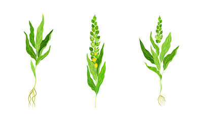 Mullein plants set. Meadow medicinal herbal plant vector illustration