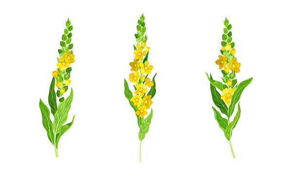 Blooming mullein plants. Wild meadow plant with yellow florets vector illustration