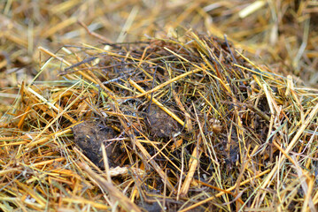 Animal dung hill and straw