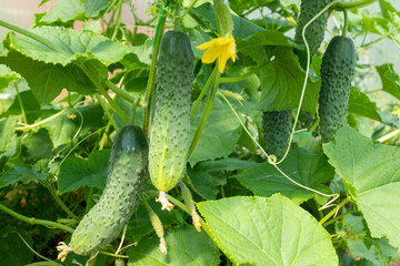 Background from cucumber plants, close-up. Cucumbers with green leaves and yellow flowers in greenhouse for publication, poster, screensaver, wallpaper, postcard, banner, cover, website