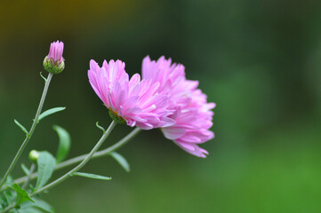 Chrysanthemum flower in pink lilac on a green background