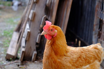 pollo