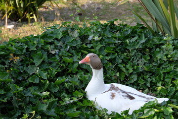 oca