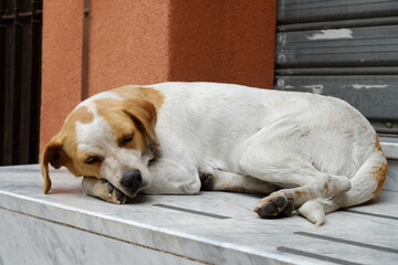 cane che dorme addormentato