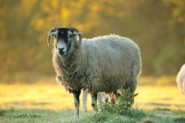 Sunshine Sheep