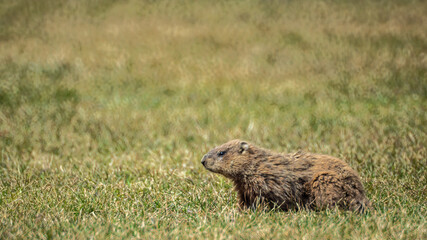 Close-up of a groundhog sitting in the short grass on a warm spring day in april with a blurred...