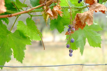 grappolo uva glicine vite