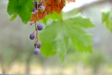 grappolo uva glicine vite