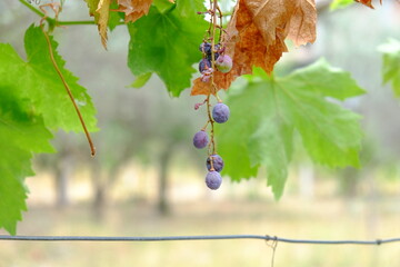 acini uva grappolo glicine