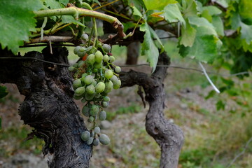 vite uva grappolo verde 