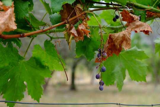 grappolo uva glicine vite