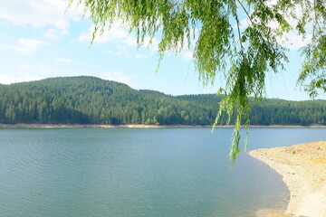 lago alberi