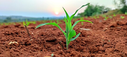 Corn seedlings with sunlight Thailand	