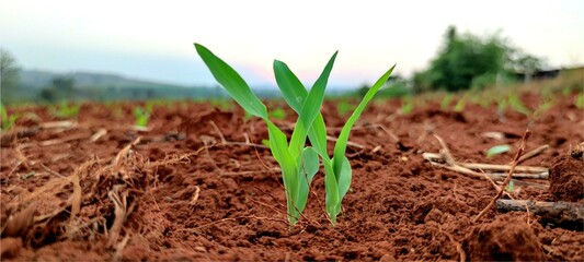 Corn seedlings with sunlight Thailand	