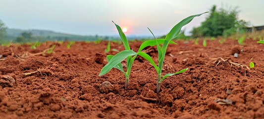 Corn seedlings with sunlight Thailand	
