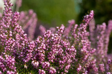 Close up flowering Calluna vulgaris common heather, ling, or simply heather Selective focus of the purple flowers on the field, floral background.