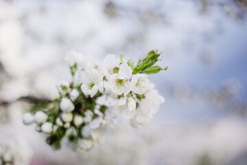 Cherry blossom in spring