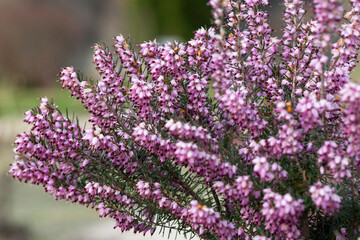Close up flowering Calluna vulgaris common heather, ling, or simply heather Selective focus of the purple flowers on the field, floral background.