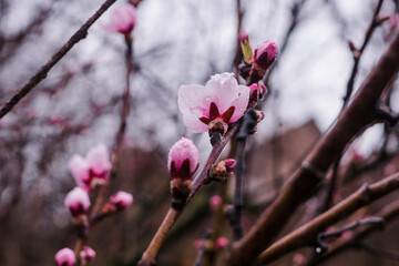Tree branches with beautiful tiny flowers. Peach blossoms plenitude. Beautiful floral image of spring nature. Selective focus