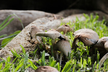 Obraz premium Wild mushrooms in the grass. Closeup with blurred background