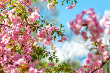 Obraz premium spring cherry blossoms against the sky under the rays of the sun