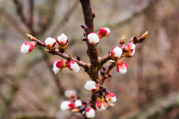 Tree branches with beautiful tiny flowers. Apricot blossoms plenitude. Beautiful floral image of spring nature. Selective focus