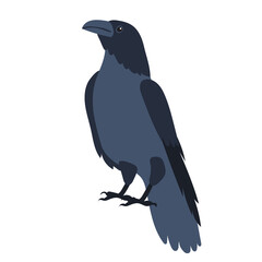 crows flat design , isolated on white background, vector