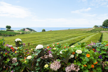 Plantation de thé au Portugal (îles des Açores)