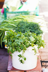 fresh green bunches of onions, dill and parsley lie in a white bucket