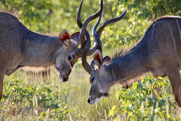 Kudu bulls rutting in Etosha National Park, Namibia