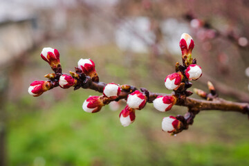 Tree branches with beautiful tiny flowers. Apricot blossoms plenitude. Beautiful floral image of spring nature. Selective focus