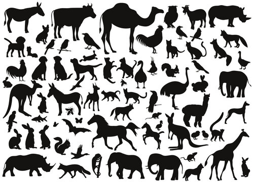 set of animal silhouette, on white background, isolated, vector
