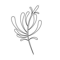 An elegant plant with leaves and stems.The flowers of the plant.Long curves of leaves.  Isolate. Black lines. White background. Vector