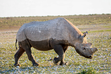 Obraz premium Critically endangered Black Rhino, Etosha National Park, Namibia