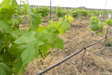 Listan Blanco grape plant branches in a vineyard in Guimar, Tenerife, Canary Islands, Spain