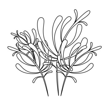 An elegant plant with leaves and stems.The flowers of the plant.Long curves of leaves.  Isolate. Black lines. White background. Vector